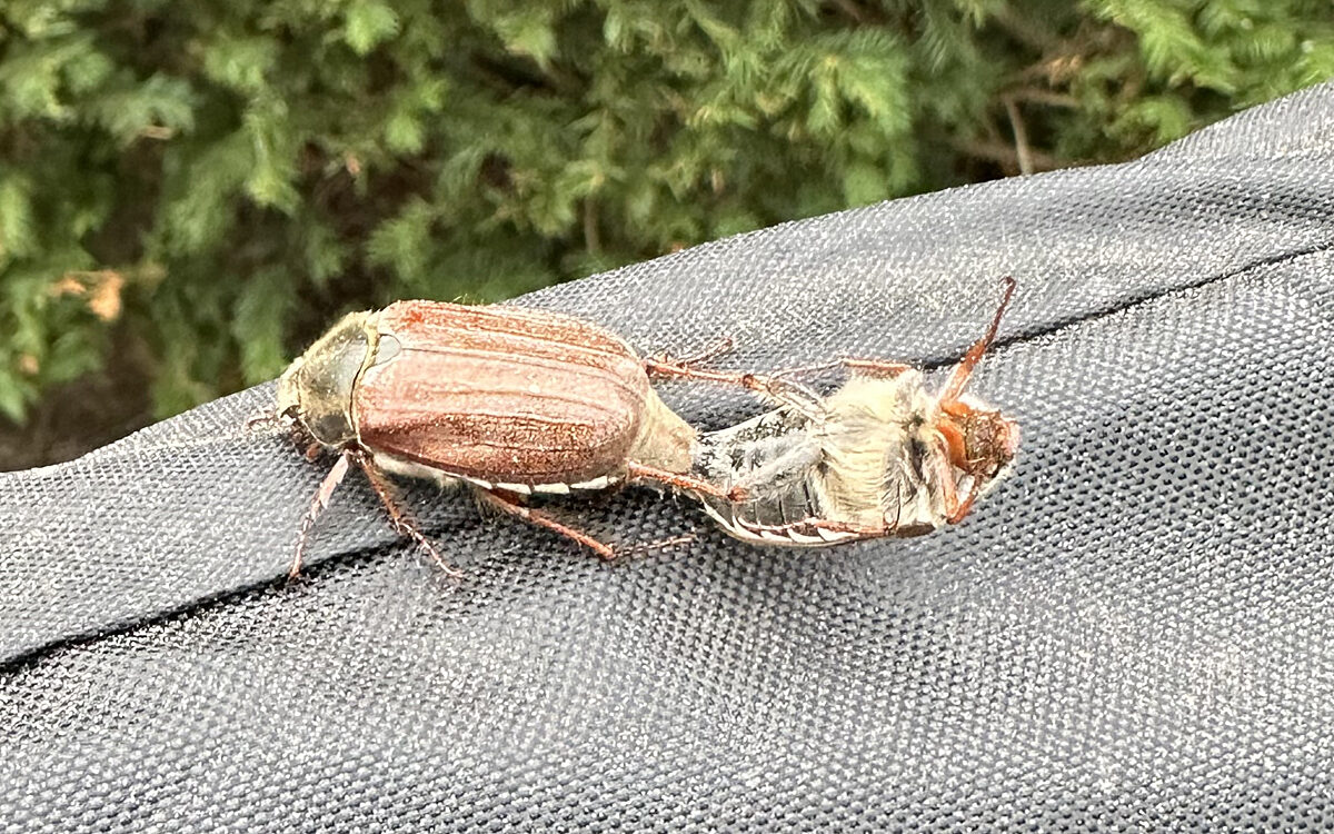 KW15 Leserreporter Maikaefer2 KW15 Leserreporter Maikaefer2