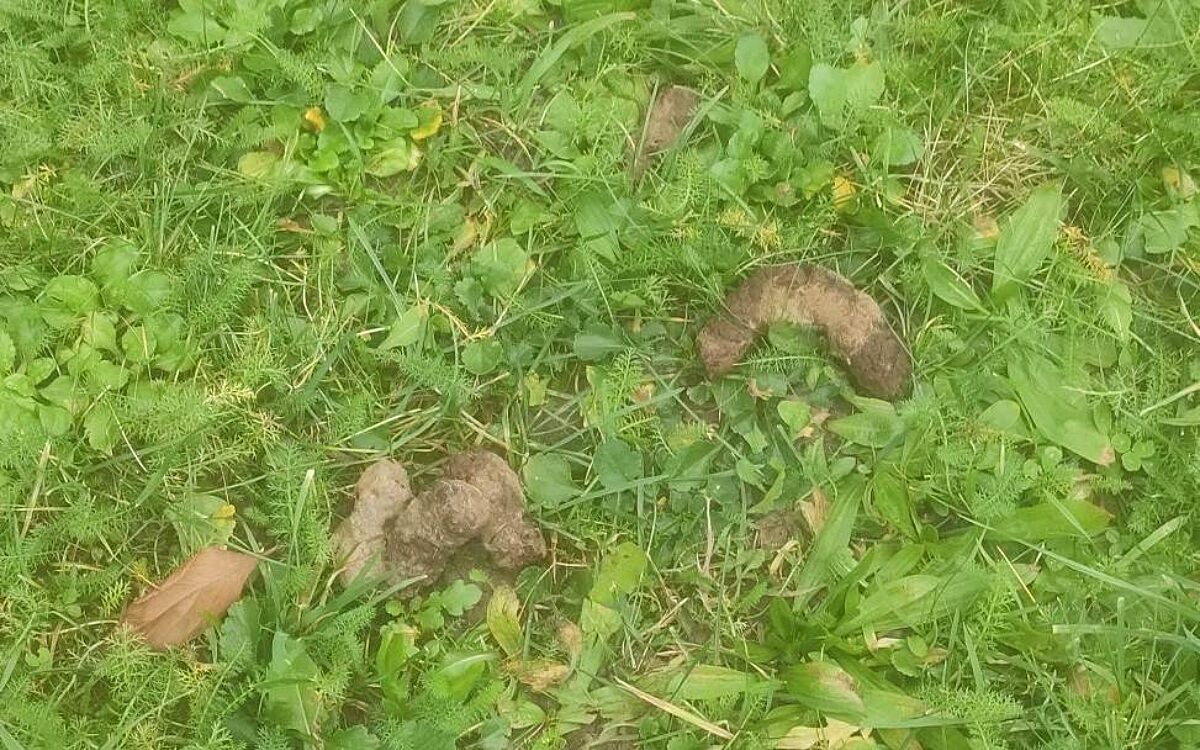 KW01 Hundekotdrama Vorgarten KW01 Hundekotdrama Vorgarten