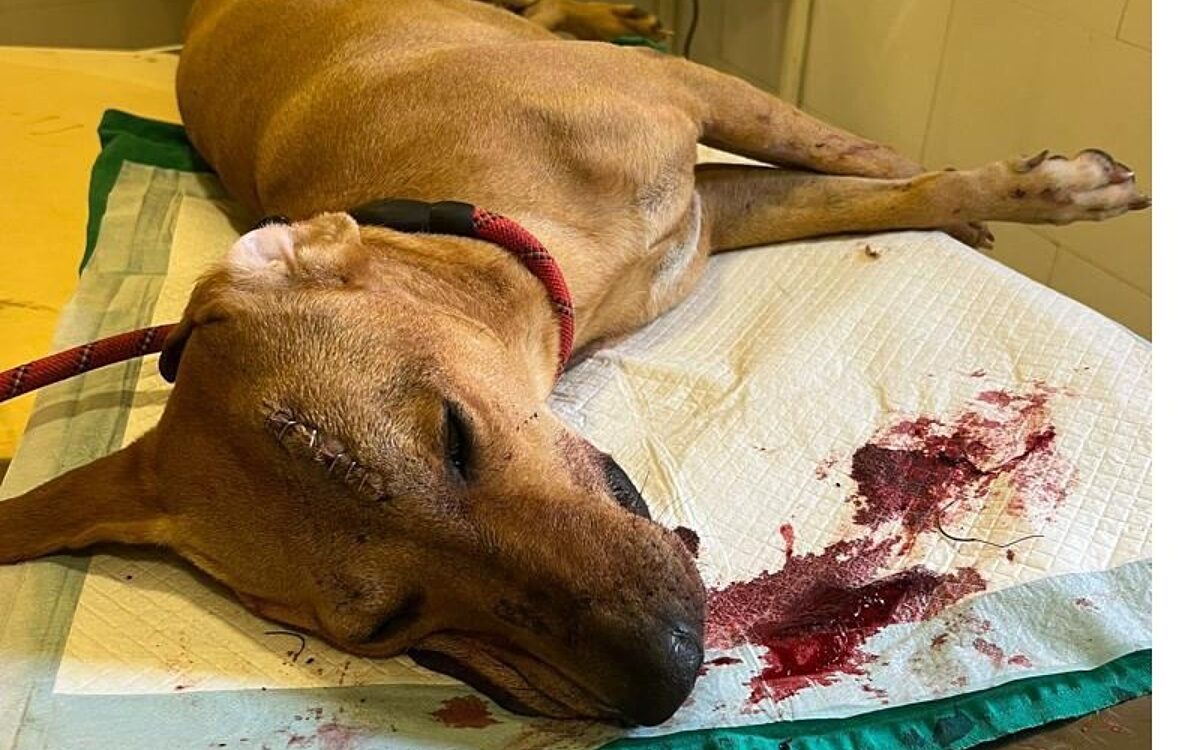 KW01 Jimmy 2 KW01 Jimmy 2