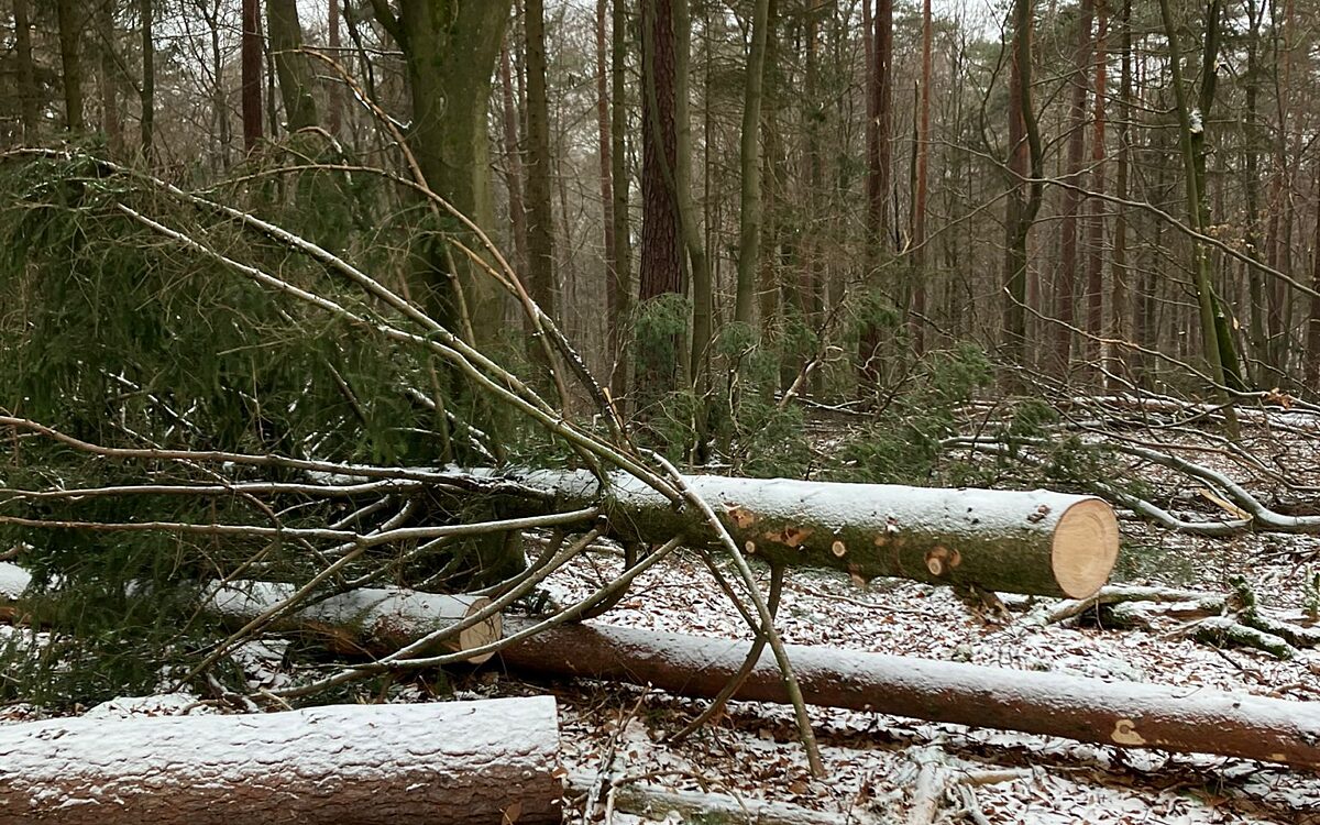 KW03 Gailbacher Wald 1 KW03 Gailbacher Wald 1