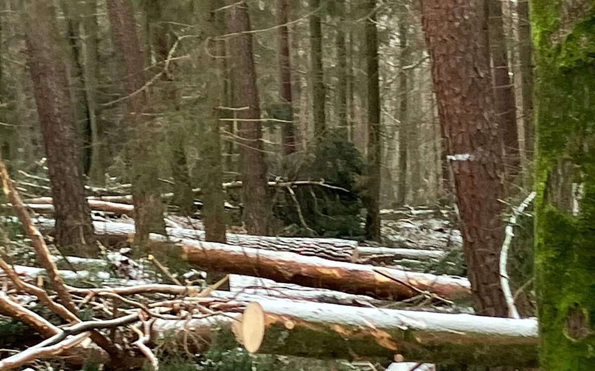 KW03 Gailbacher Wald 3 KW03 Gailbacher Wald 3