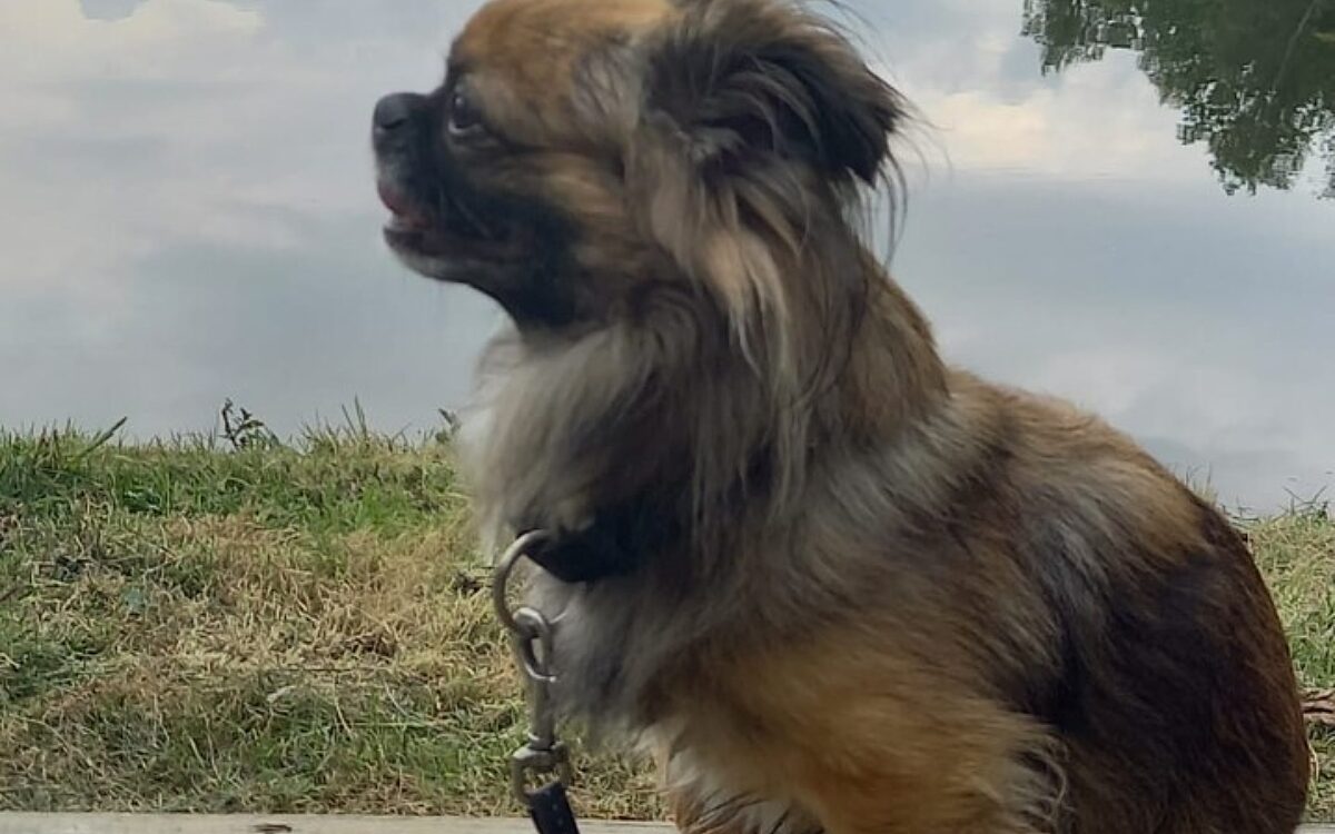 KW04 Hunde2 ALTERNATIV KW04 Hunde2 ALTERNATIV