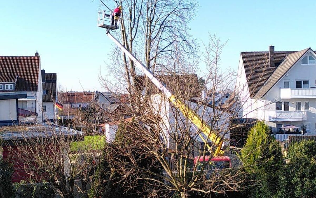 KW11 Baumchaos 11 KW11 Baumchaos 11