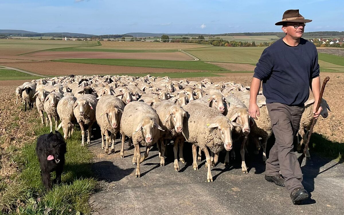 KW13 Wolf2 KW13 Wolf2