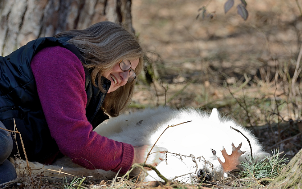 KW14 Wolf Ebel KW14 Wolf Ebel