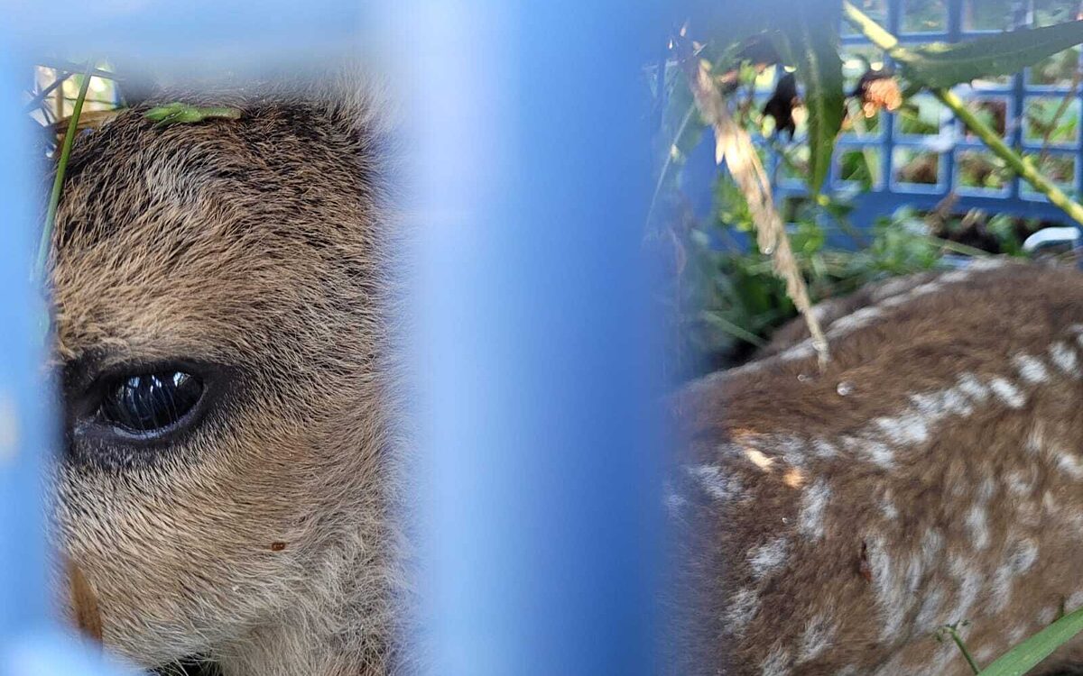 KW21 Rehkitze 10 KW21 Rehkitze 10