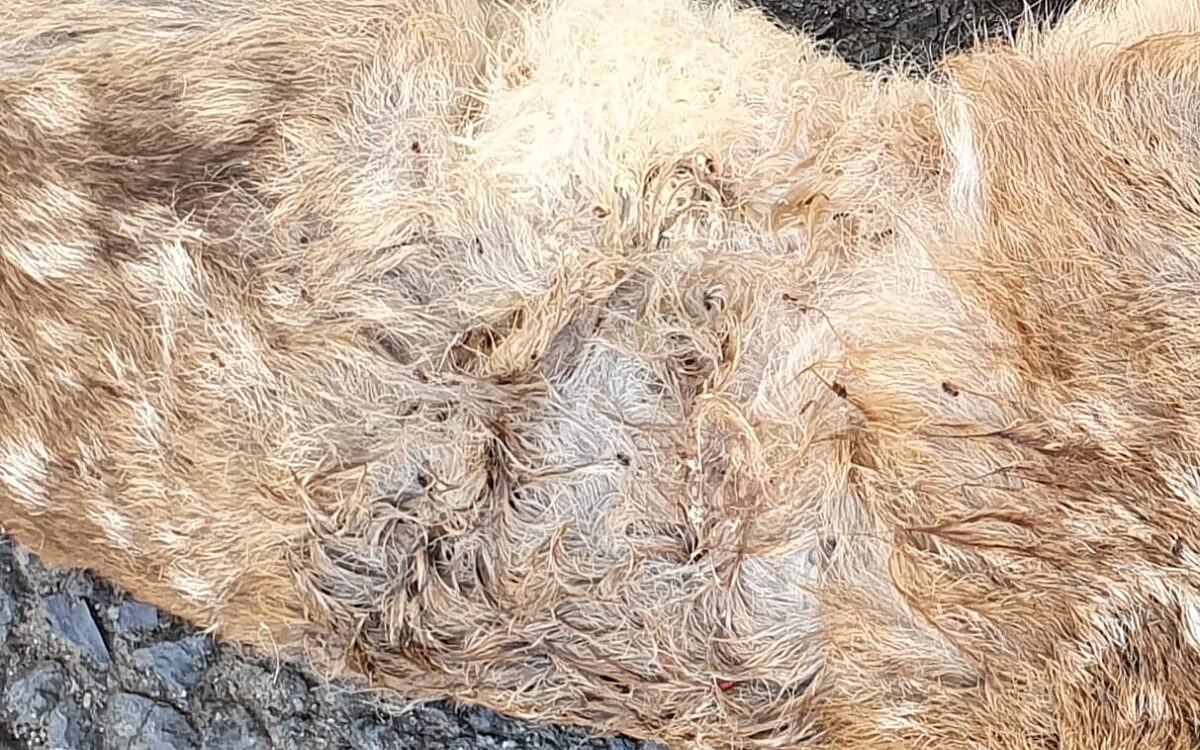 KW22 Reh 2 KW22 Reh 2