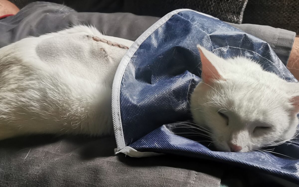 KW29 Lotti Verletzt KW29 Lotti Verletzt