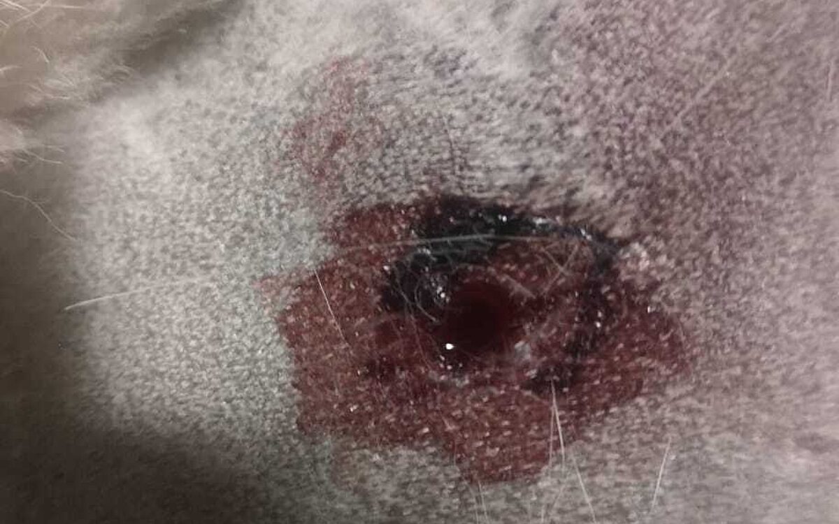 KW29 Lotti Wunde KW29 Lotti Wunde