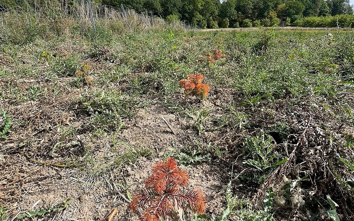 KW38 Weihnachten Baum2 KW38 Weihnachten Baum2