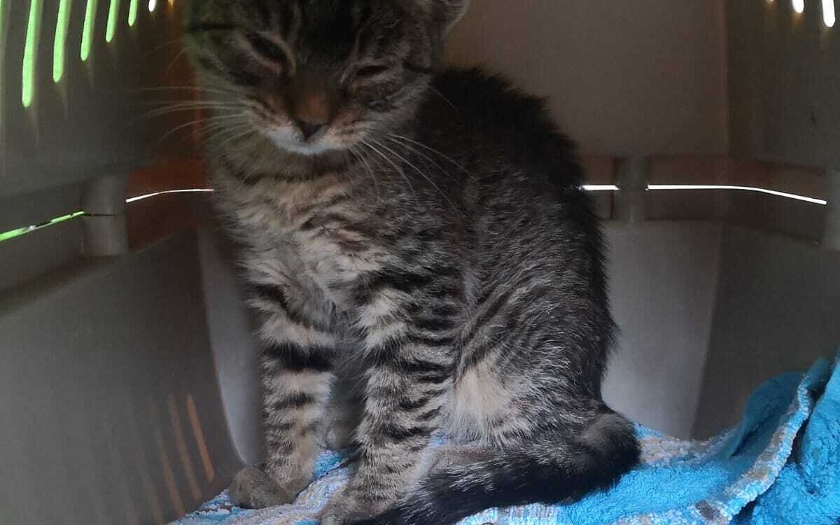 KW43 Katzen 1 KW43 Katzen 1