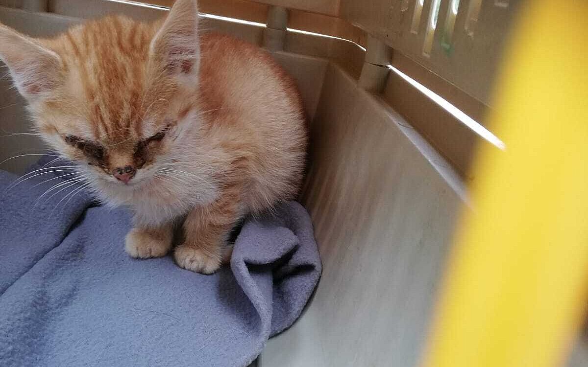 KW43 Katzen 4 KW43 Katzen 4