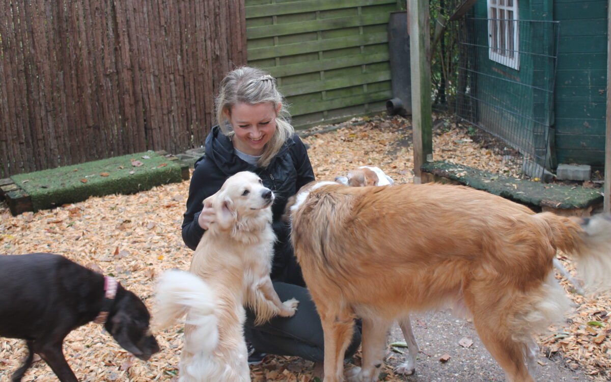 KW45 Hund 2 KW45 Hund 2