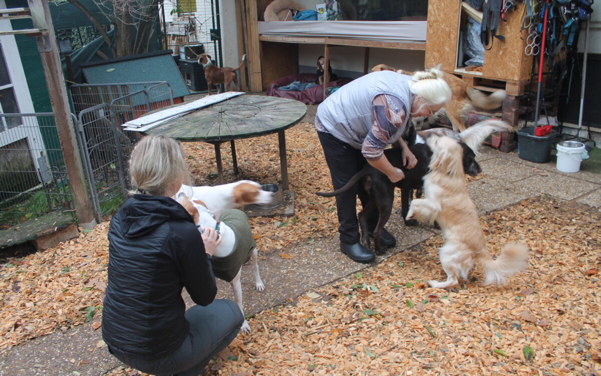 KW45 Hund 3 KW45 Hund 3