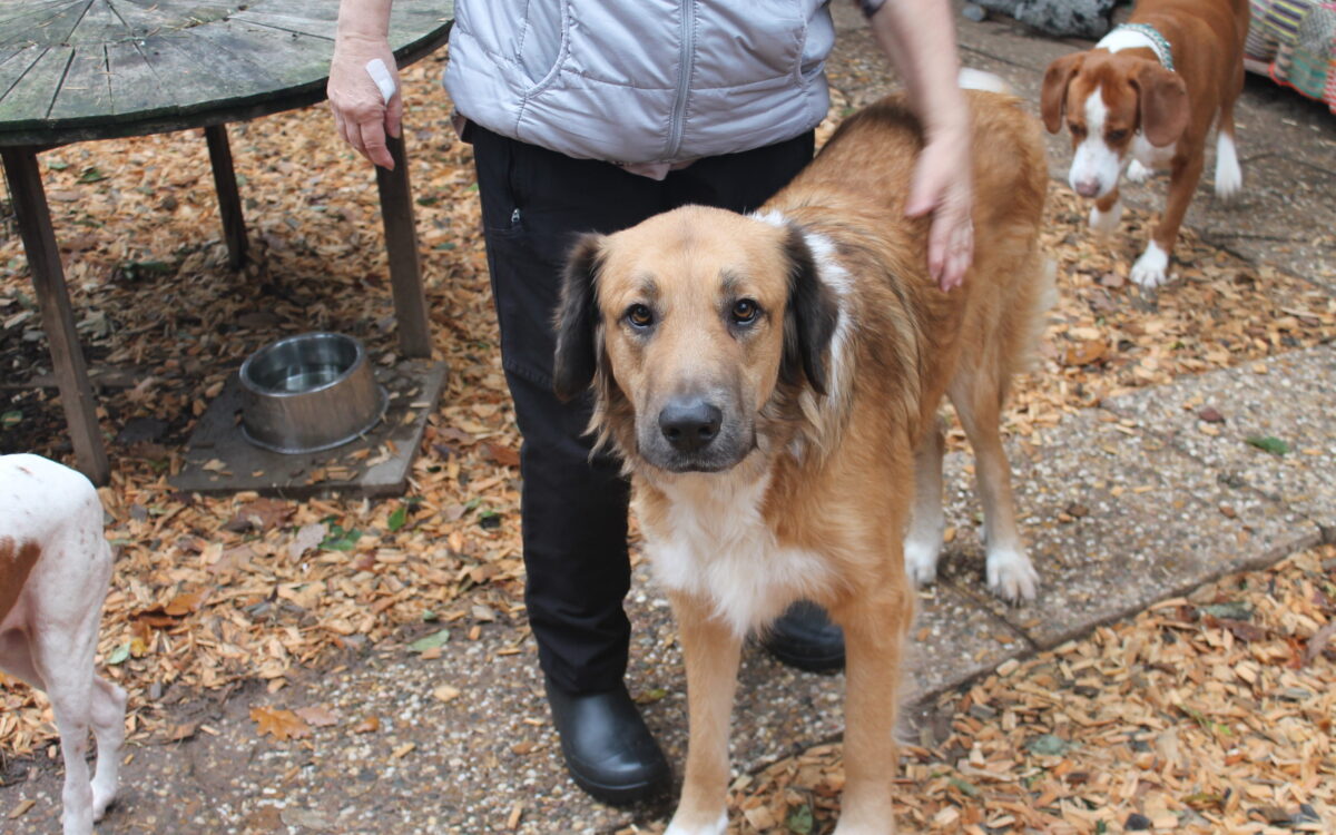 KW45 Hund 4 KW45 Hund 4