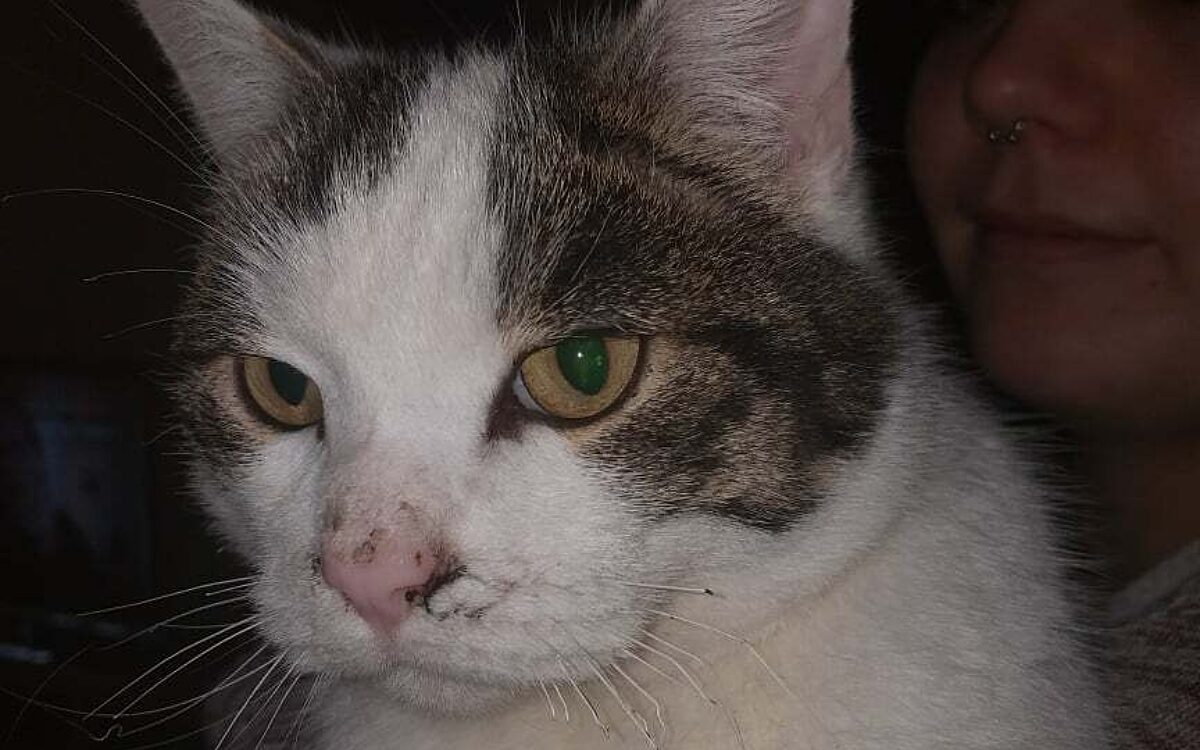 KW47 Katze 2 KW47 Katze 2