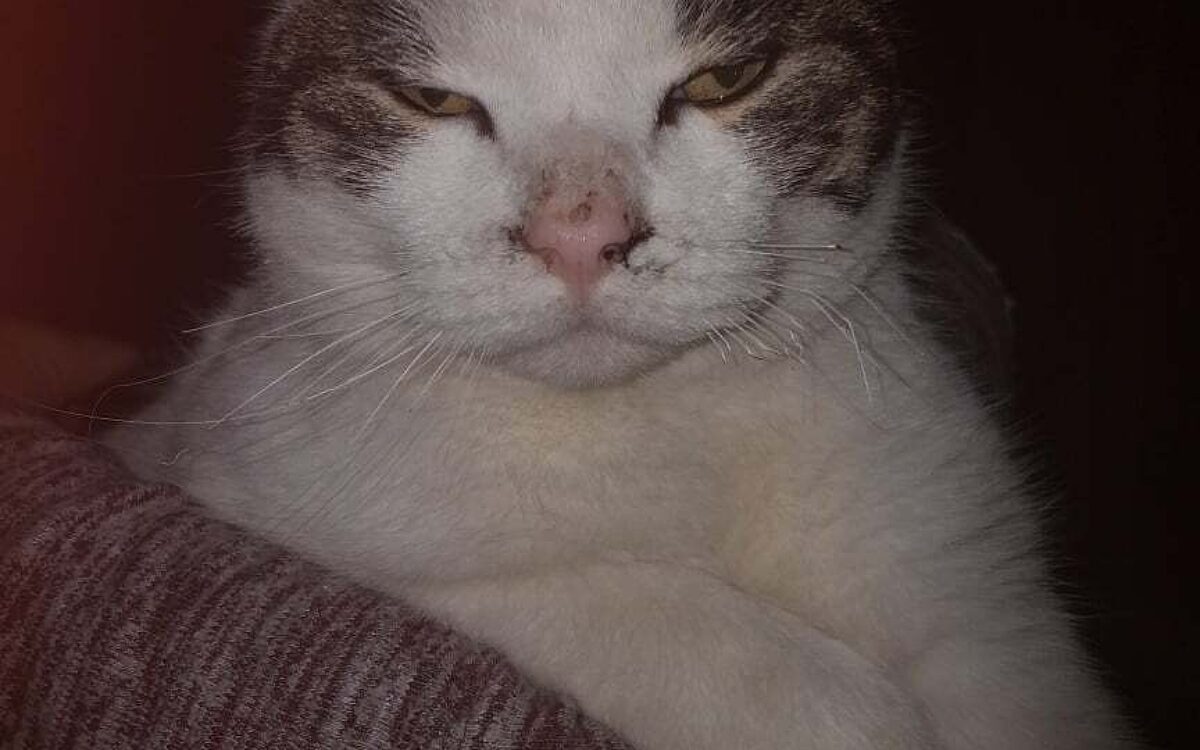 KW47 Katze 3 KW47 Katze 3