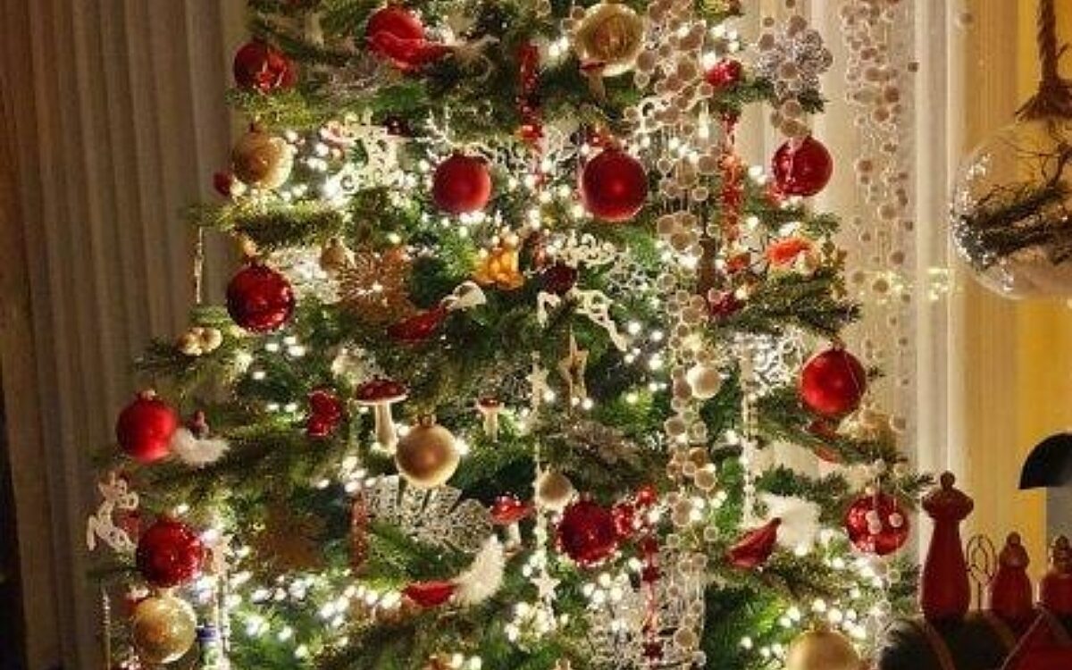 KW50 Weihnachtsbaeume Daniela Roth Weibersbrunn KW50 Weihnachtsbaeume Daniela Roth Weibersbrunn