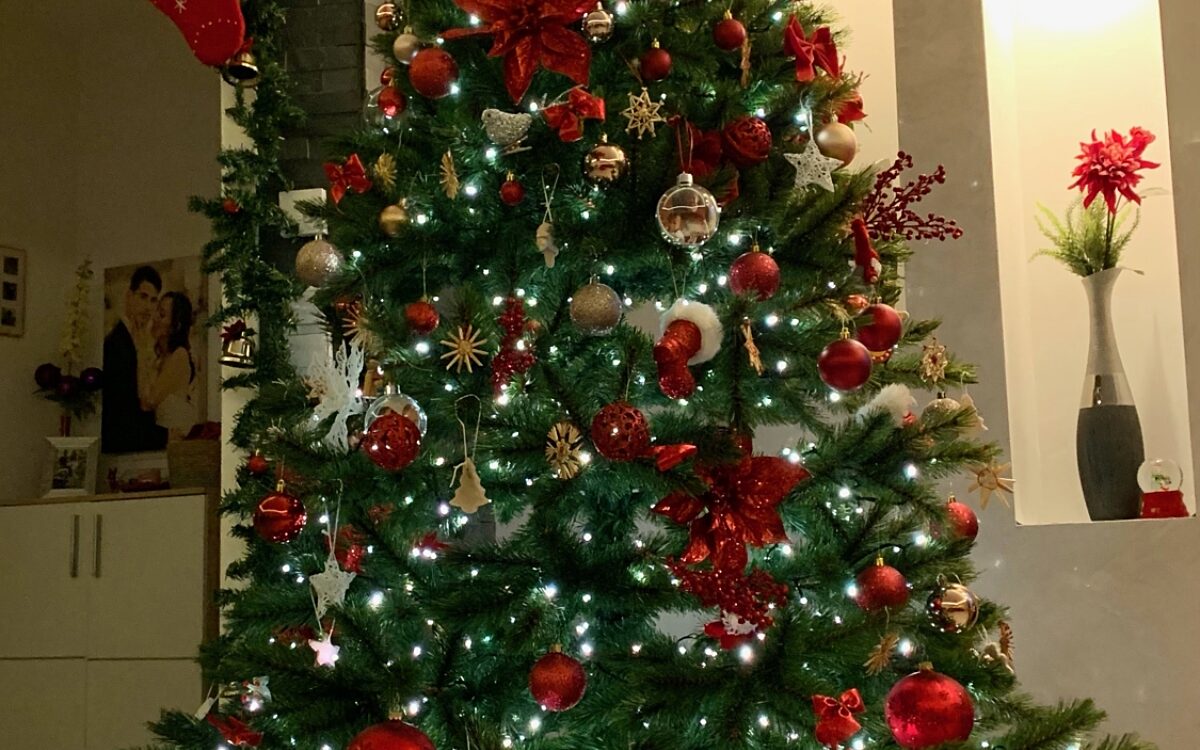 KW50 Weihnachtsbaeume Familie Scire Stockstadt KW50 Weihnachtsbaeume Familie Scire Stockstadt