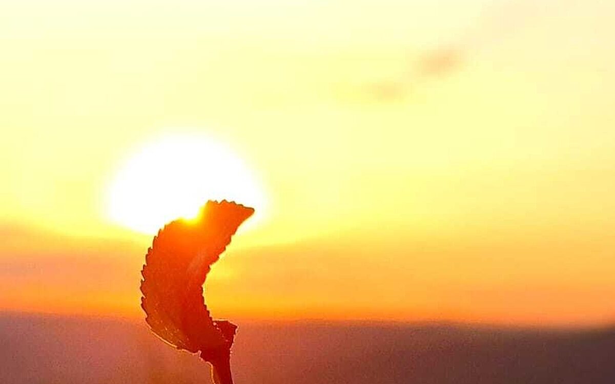 Lichtblicke Apfel Lichtblicke Apfel