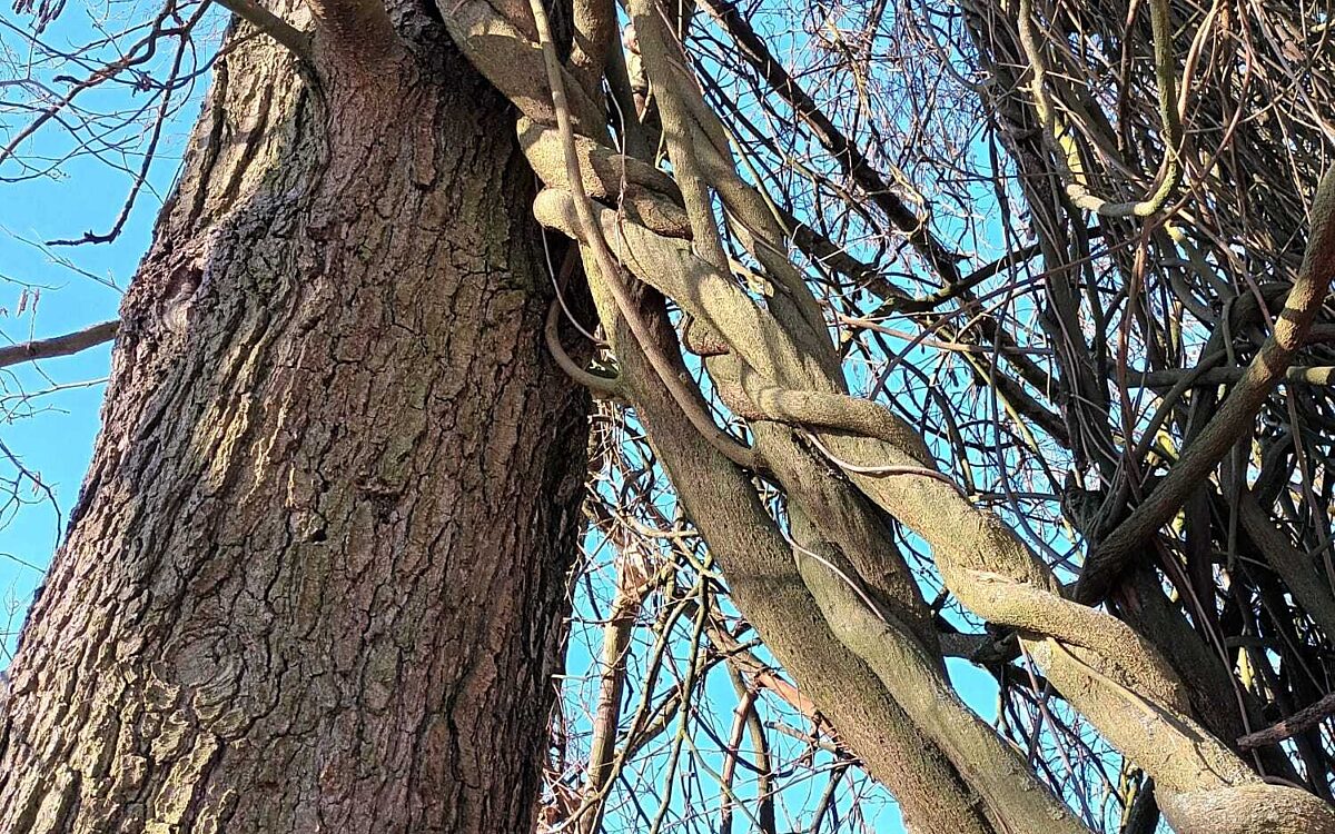 Lichtblicke Conny Schimborn Lichtblicke Conny Schimborn