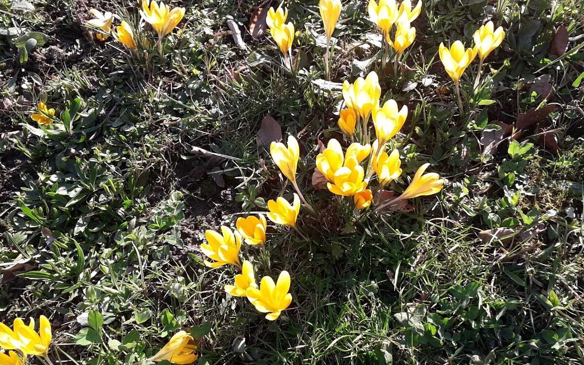 Lichtblicke Margit Blumen Fasanerie Lichtblicke Margit Blumen Fasanerie