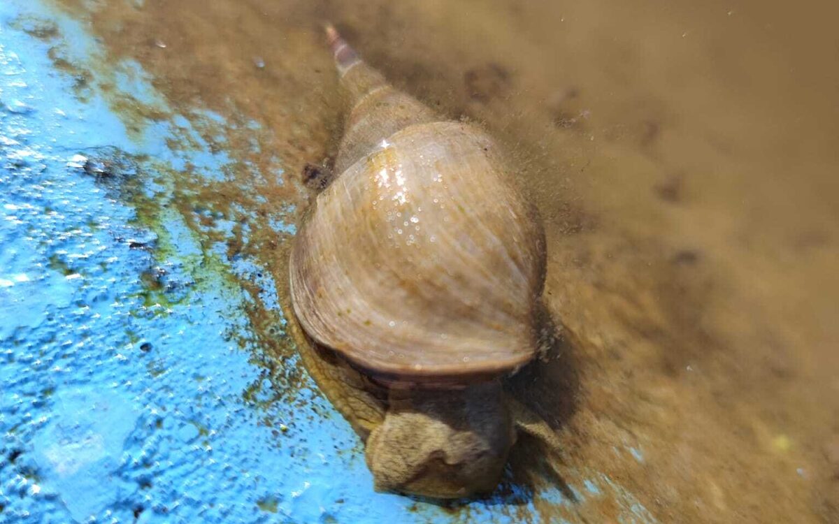 Schnecke kriegt nix mit Schnecke kriegt nix mit