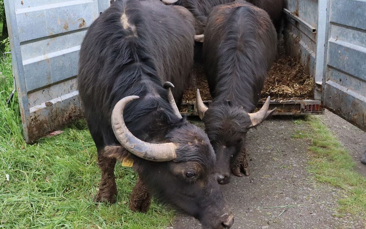 060524 Erlensee Bueffelauftrieb 2 060524 Erlensee Bueffelauftrieb 2