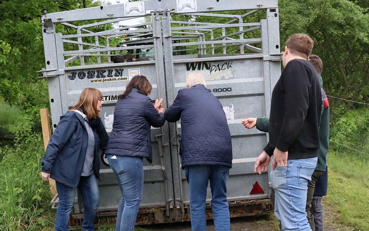 060524 Erlensee Bueffelauftrieb 4 060524 Erlensee Bueffelauftrieb 4