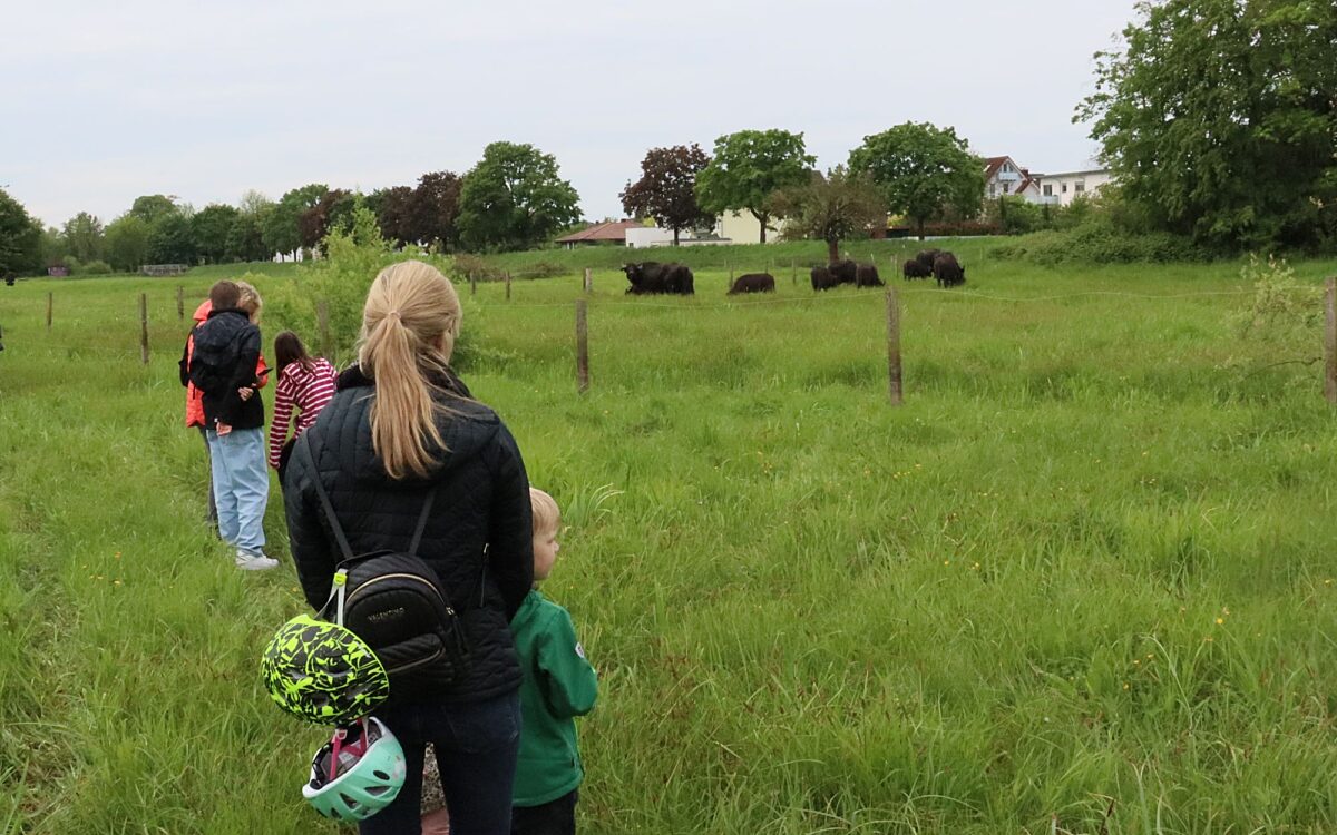 060524 Erlensee Bueffelauftrieb 5 060524 Erlensee Bueffelauftrieb 5