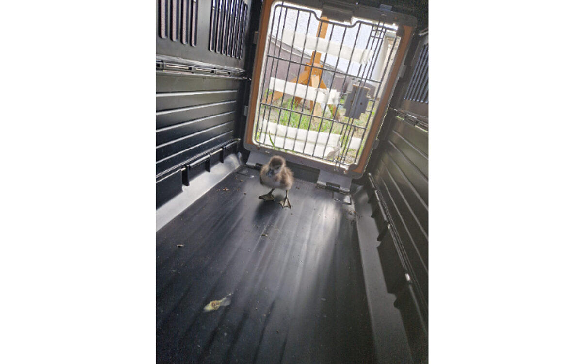 140724 Entenrettung Grossostheim 2 140724 Entenrettung Grossostheim 2