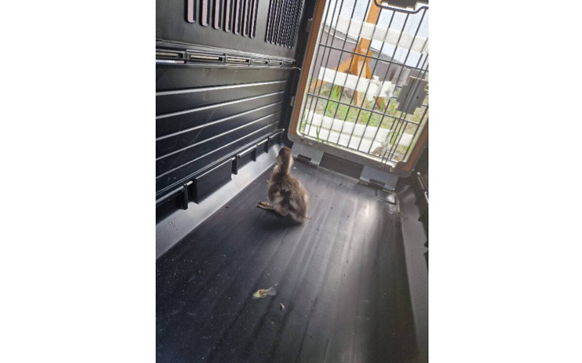 140724 Entenrettung Grossostheim 3 140724 Entenrettung Grossostheim 3