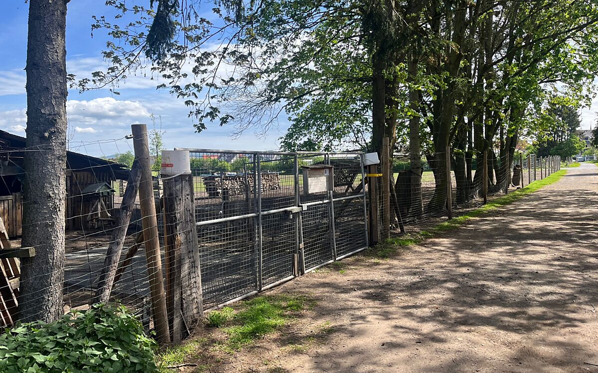 280424 Zellhausen Wildtiere 1 280424 Zellhausen Wildtiere 1