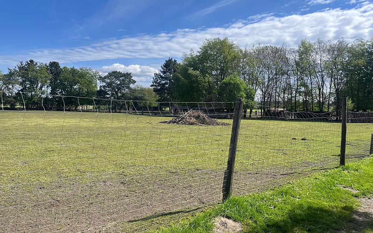 280424 Zellhausen Wildtiere 2 280424 Zellhausen Wildtiere 2