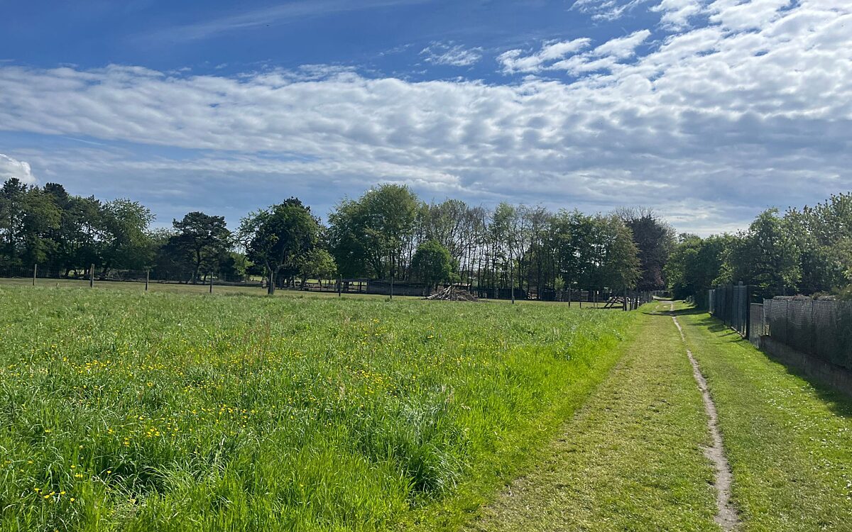 280424 Zellhausen Wildtiere 3 280424 Zellhausen Wildtiere 3