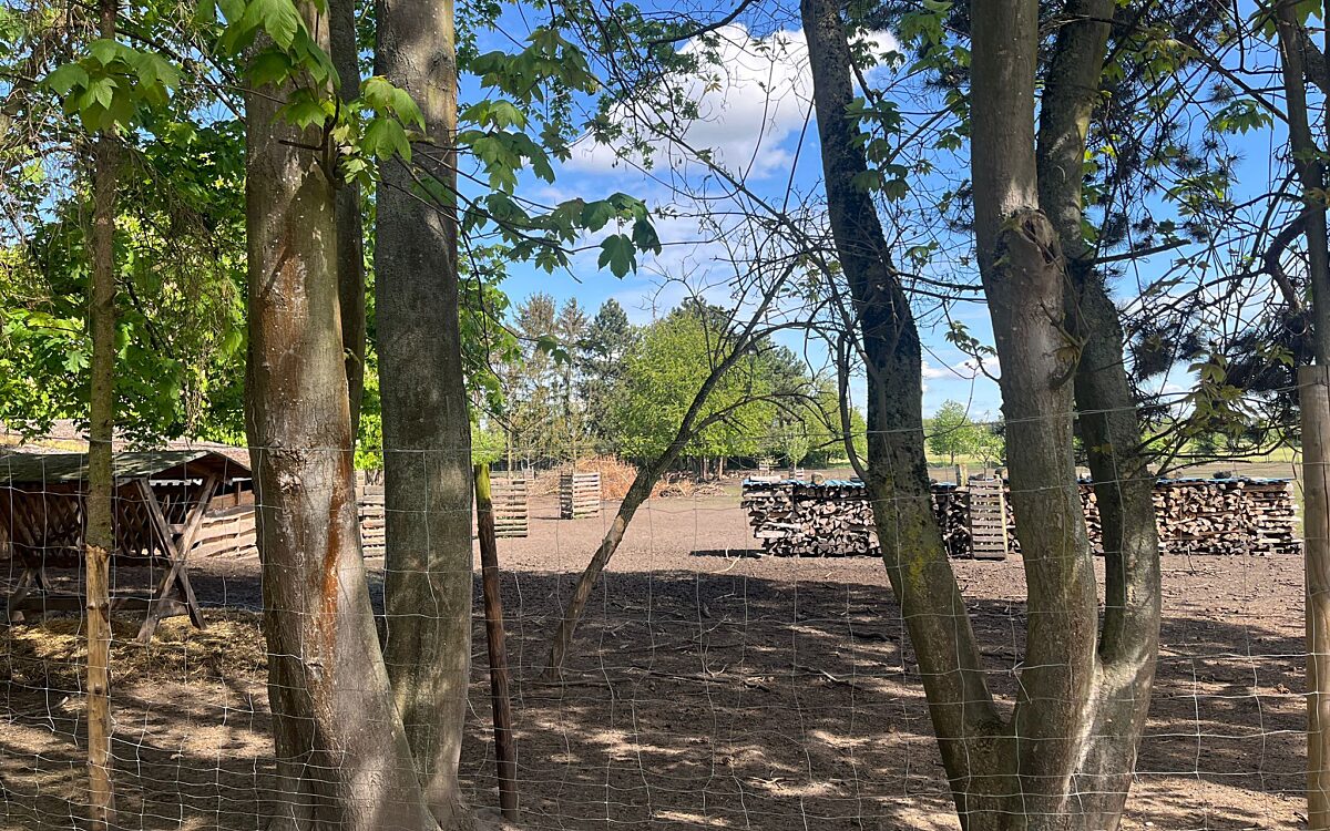 280424 Zellhausen Wildtiere 5 280424 Zellhausen Wildtiere 5