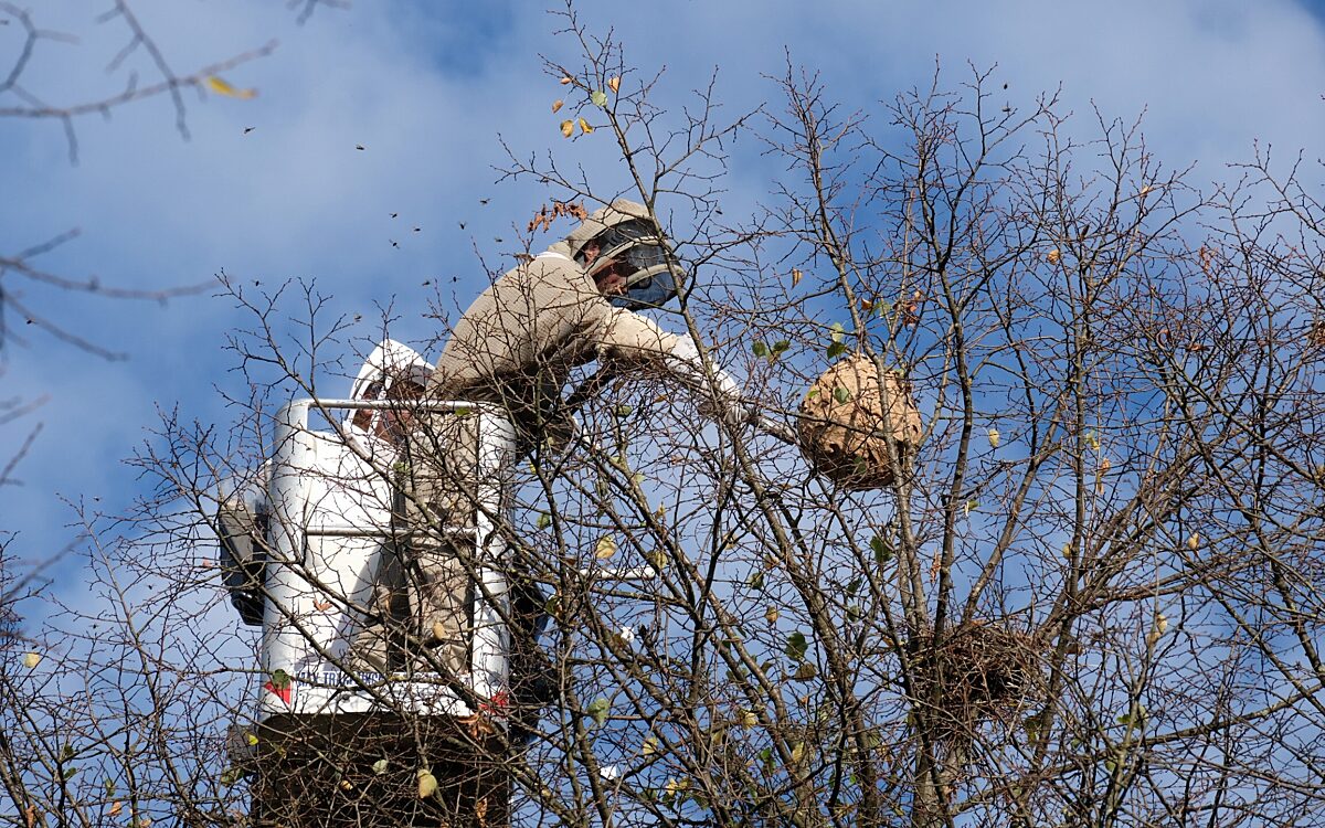 291024 Seligenstadt Nest Asiatische Hornisse 1 291024 Seligenstadt Nest Asiatische Hornisse 1