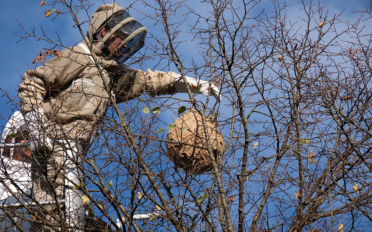 291024 Seligenstadt Nest Asiatische Hornisse 2 291024 Seligenstadt Nest Asiatische Hornisse 2