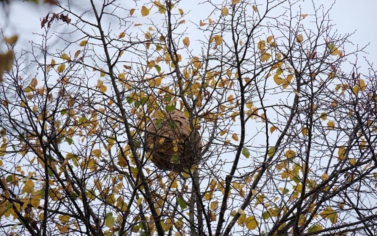 291024 Seligenstadt Nest Asiatische Hornisse 4 291024 Seligenstadt Nest Asiatische Hornisse 4