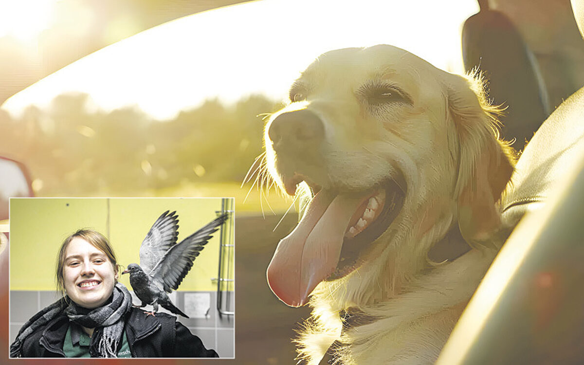 Collage 800x500px Hitze Collage 800x500px Hitze