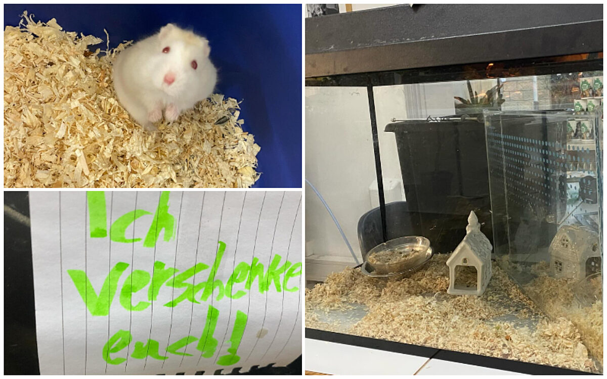 Collage Hamster Collage Hamster