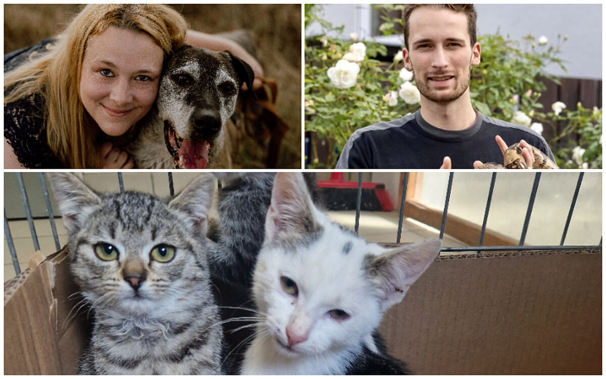 Collage Kaetzchen Collage Kaetzchen