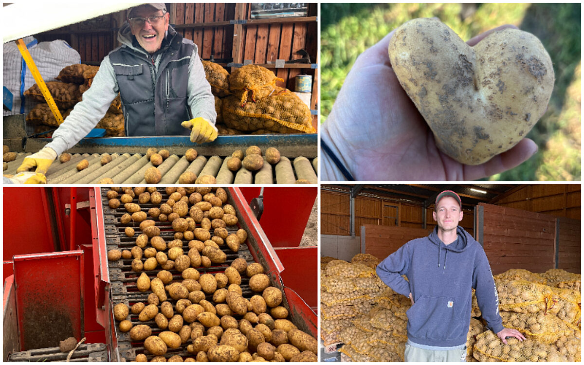 Collage Kartoffelernte Collage Kartoffelernte