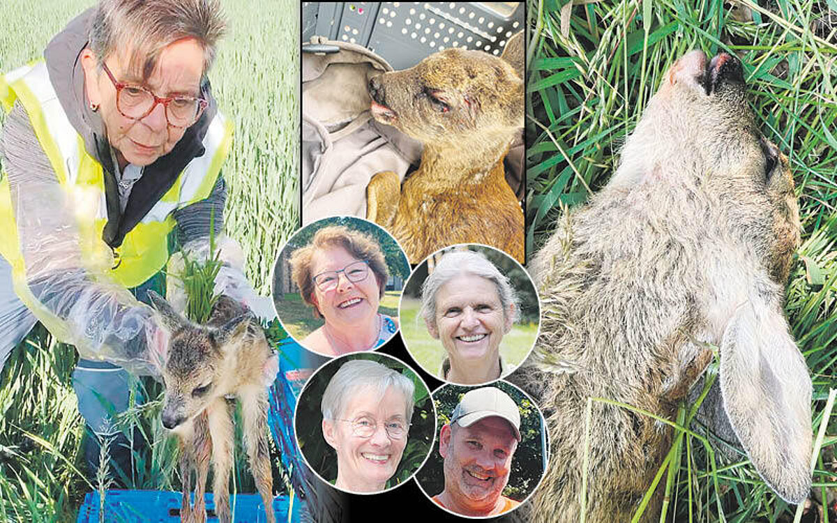 Collage Rehe 250622 Collage Rehe 250622