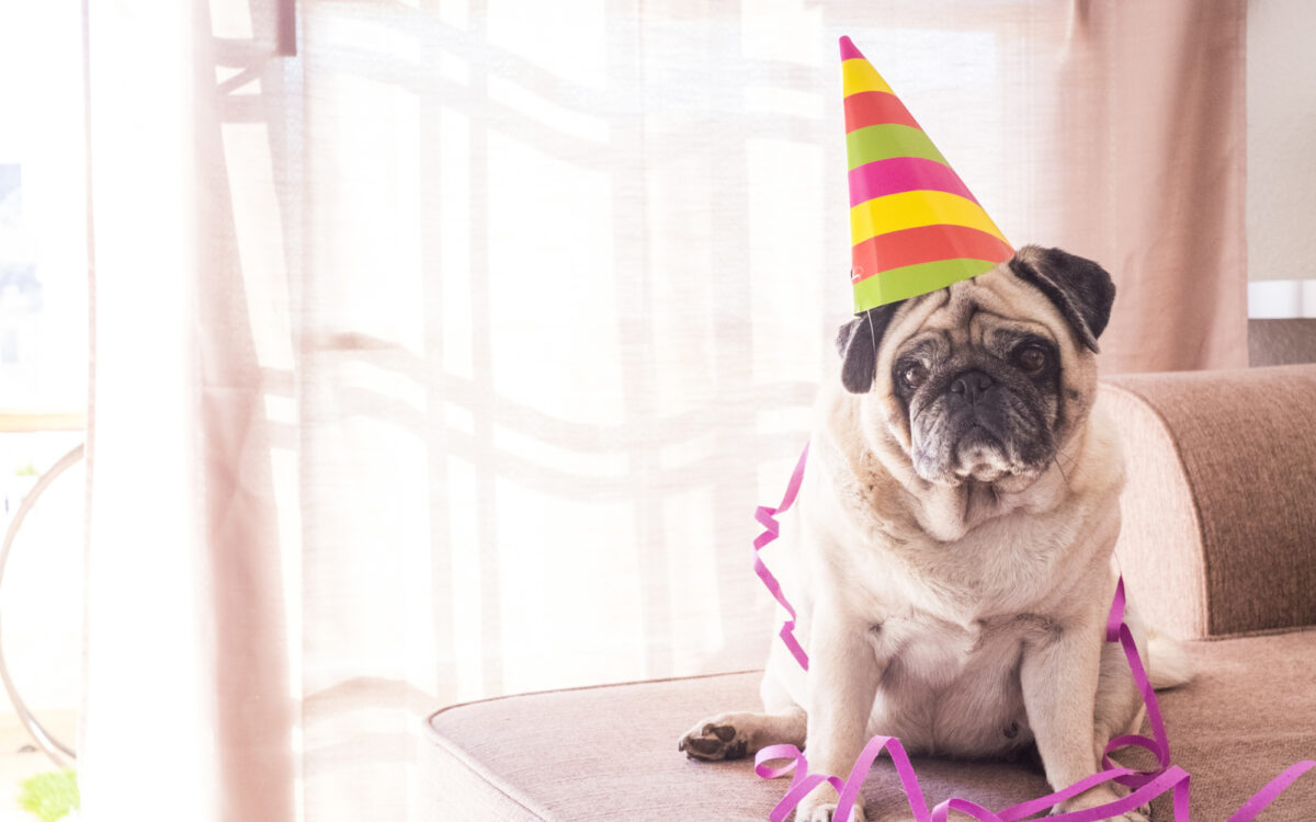 Faschin Traurig Faschin Traurig