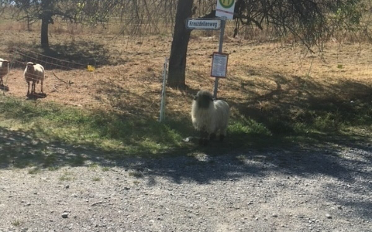 Gudrun Henninger Sulzbach Ausgebuechstes Schaf wartet auf den Bus Gudrun Henninger Sulzbach Ausgebuechstes Schaf wartet auf den Bus