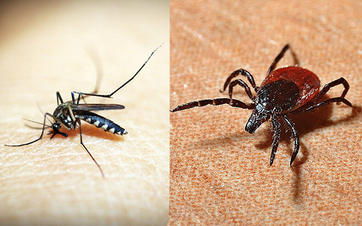 HP Zecken und Mücken HP Zecken und Mücken