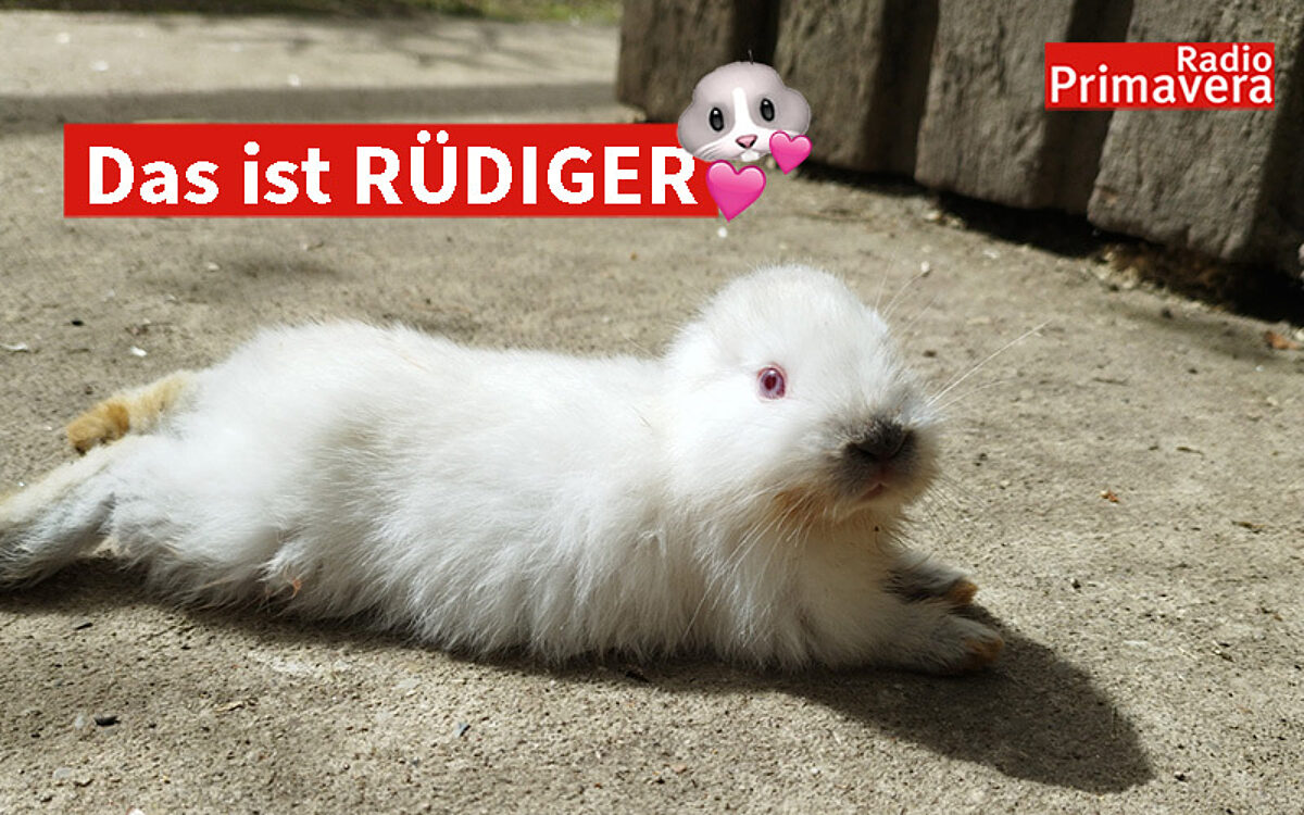 HP Vorlage HP Vorlage