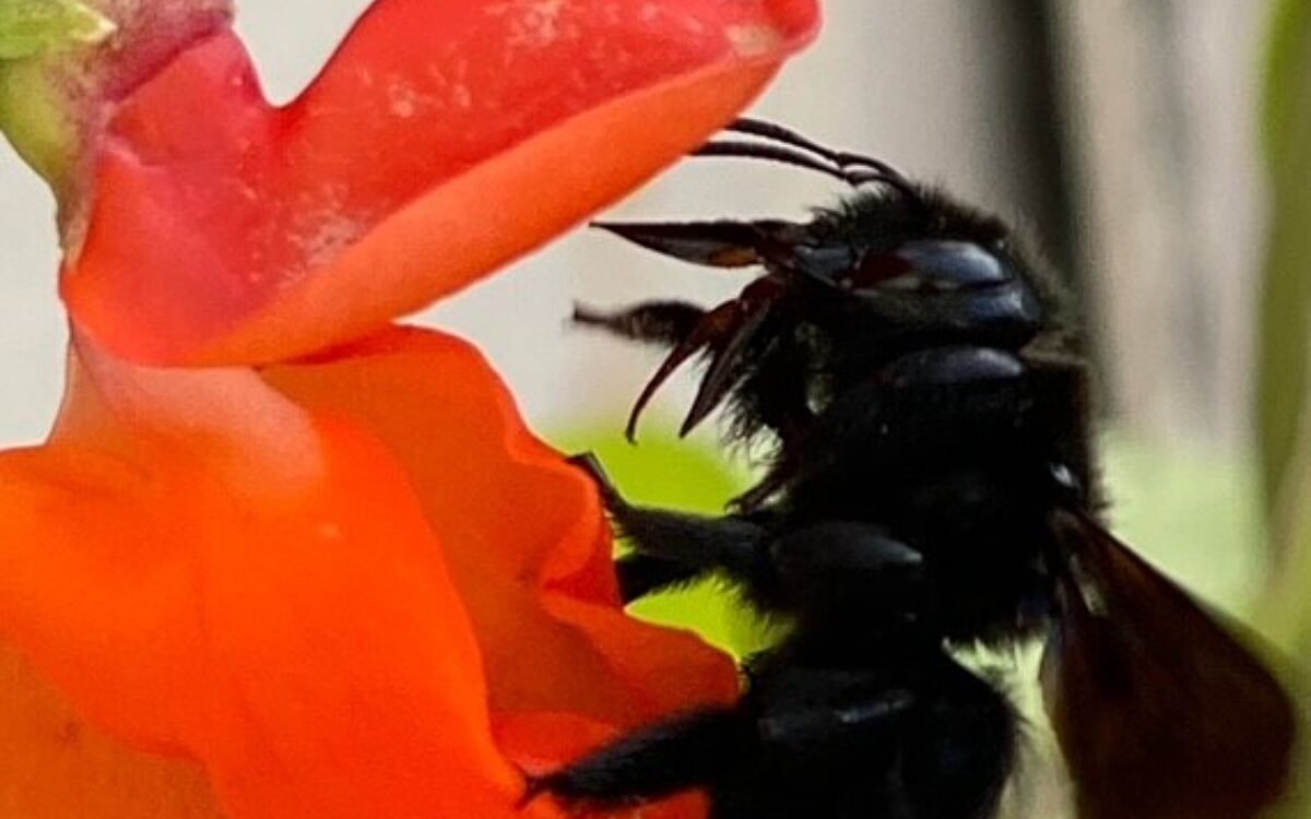 Holzbiene von Tina Stenger aus Karlstein Holzbiene von Tina Stenger aus Karlstein