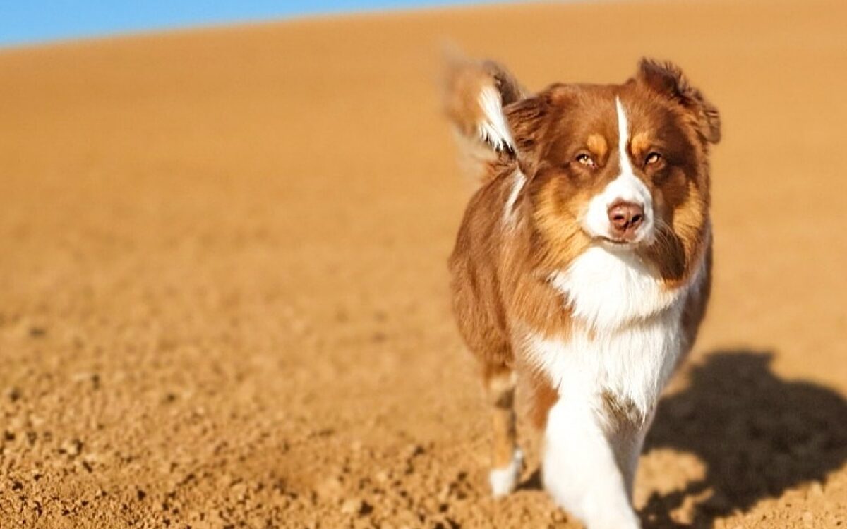 Hund Rico aus Langenselbold Hund Rico aus Langenselbold
